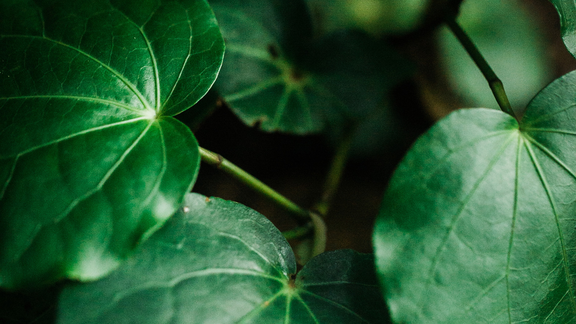 Te Wānanga o Aotearoa_Hauora Health & Wellbeing_Certificate in Rongoā