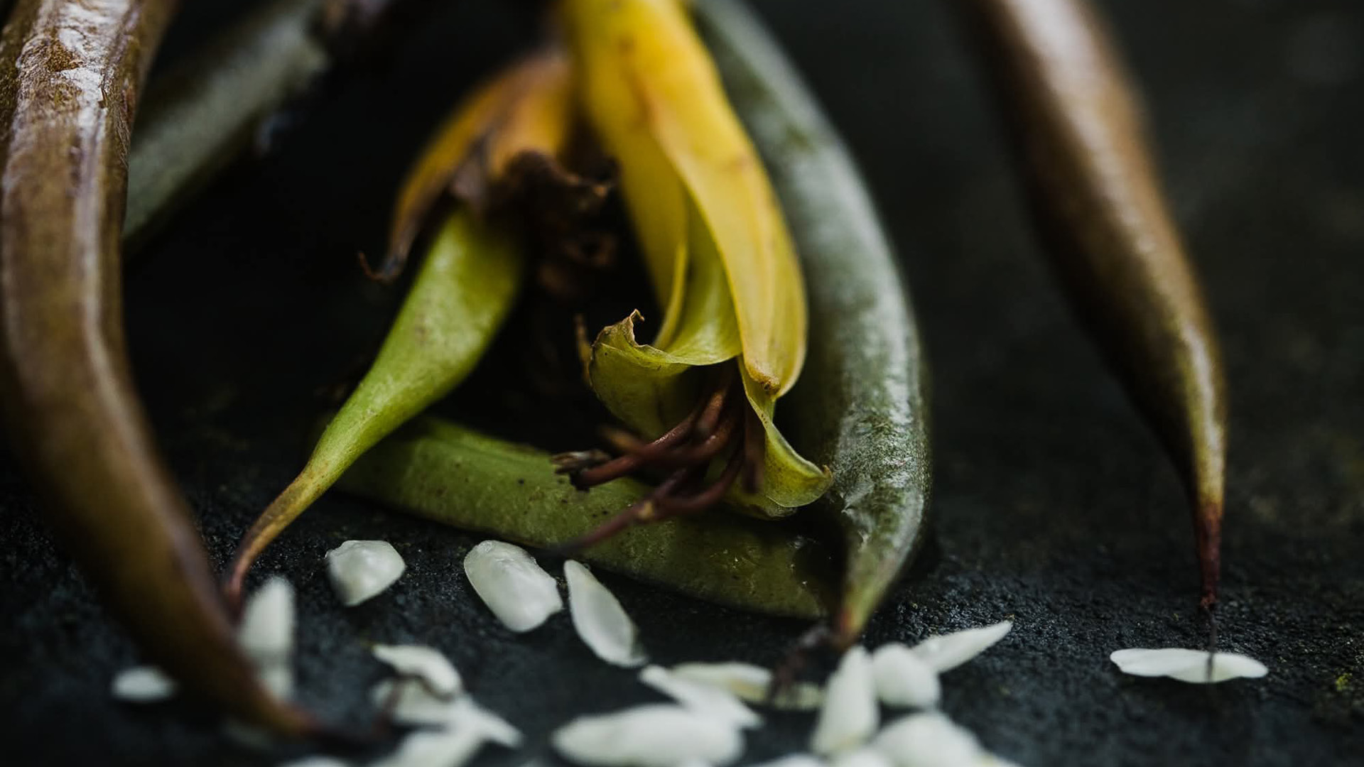 Te Wānanga o Aotearoa_Hauora Health & Wellbeing_Diploma in Rongoā