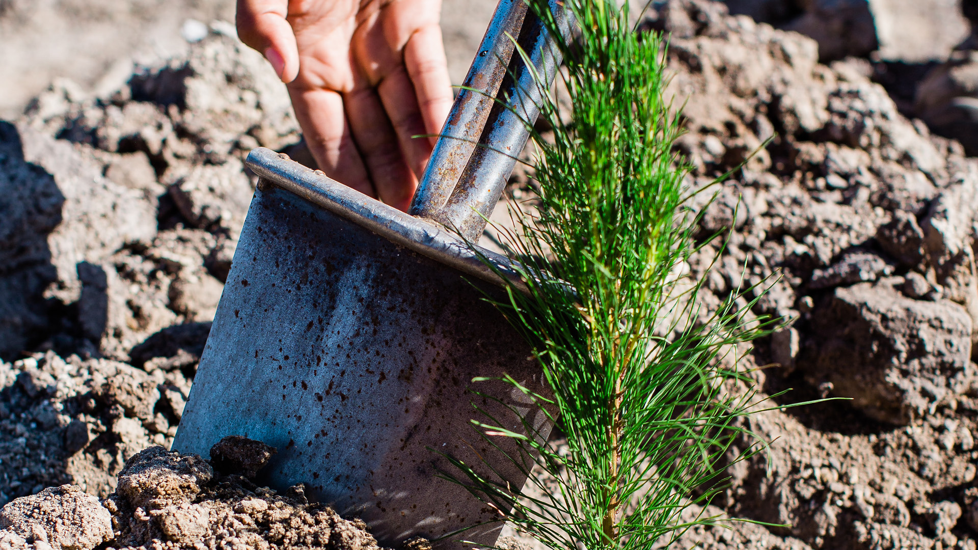 Te Wānanga o Aotearoa_Mahi ā-rehe_Forest Industry Foundation Skills - Whangārei