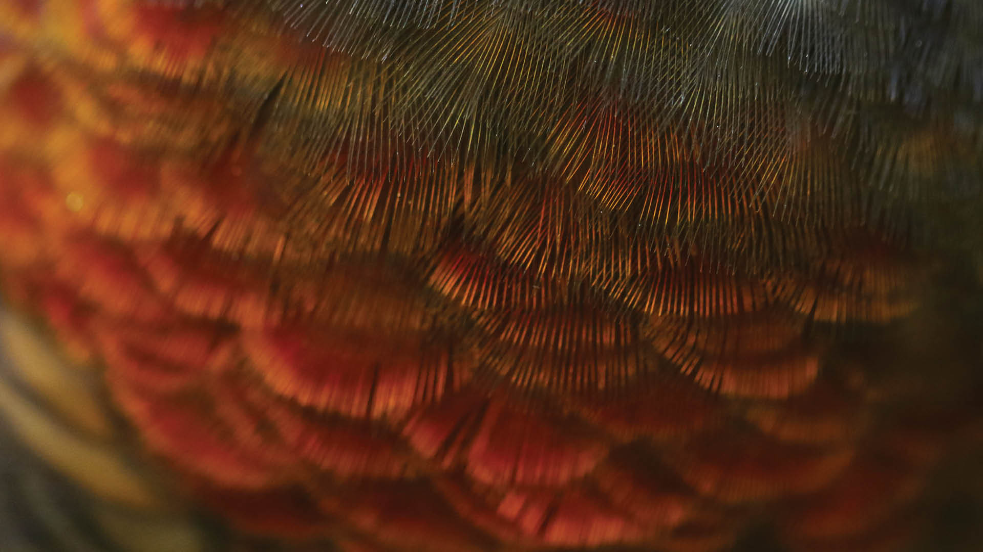 Te Wānanga o Aotearoa_Te Reo Māori_Māori Language. Close up of bird feathers. 
